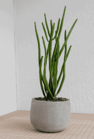 Button Fern2